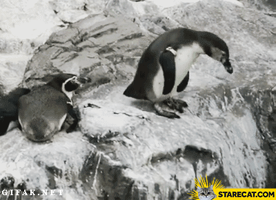 Trolling penguin falls off GIF animation