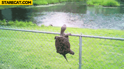 Turtle climbing fence Mario Bros