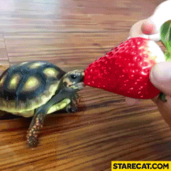 Turtle eating strawberry animation