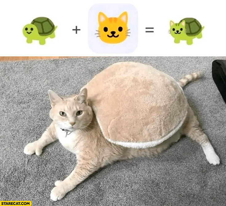 Turtle tortoise plus cat equals this