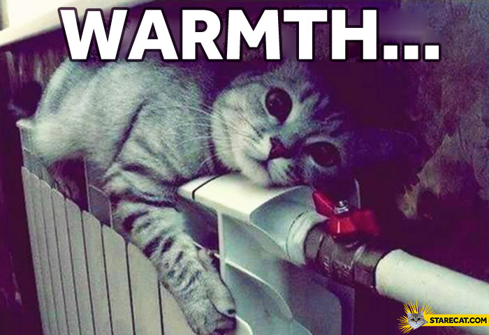Warmth cat