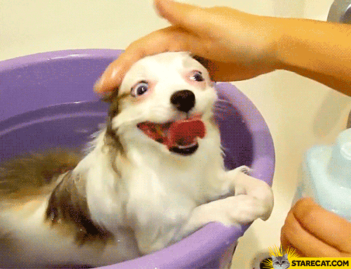 Washing dog silly GIF animation