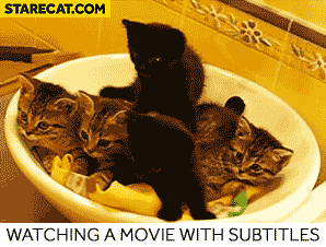 Watching a movie with subtitles cats