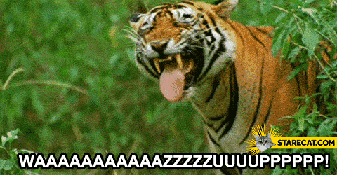 Wazzup? tiger GIF animation
