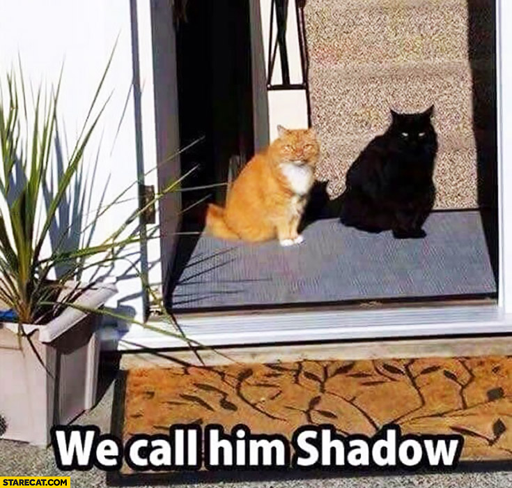 We call him shadow black cat