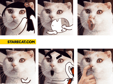 Weird cats animation