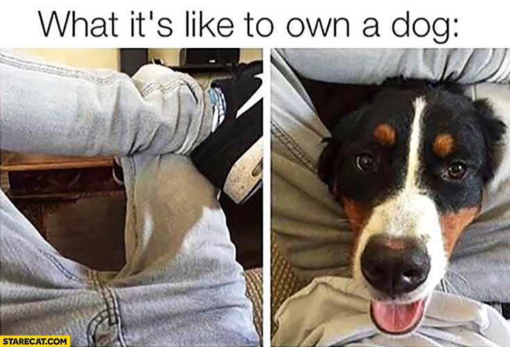 What it’s like to own a dog head between legs
