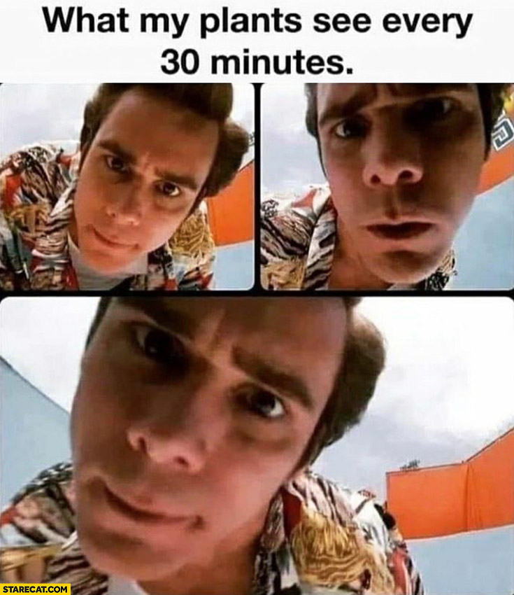 What my plants see every 30 minutes Ace Ventura looking at them