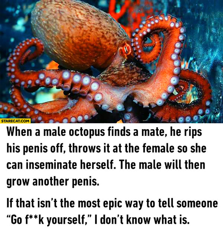 When a male octopus finds a mate he rips his genitals off, throws it at the female so she can inseminate herself. Most epic way to tell someone go fck yourself