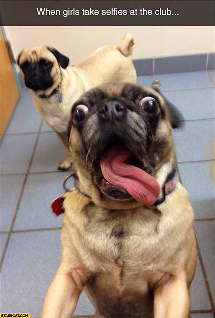 When girls take selfies at the club pug