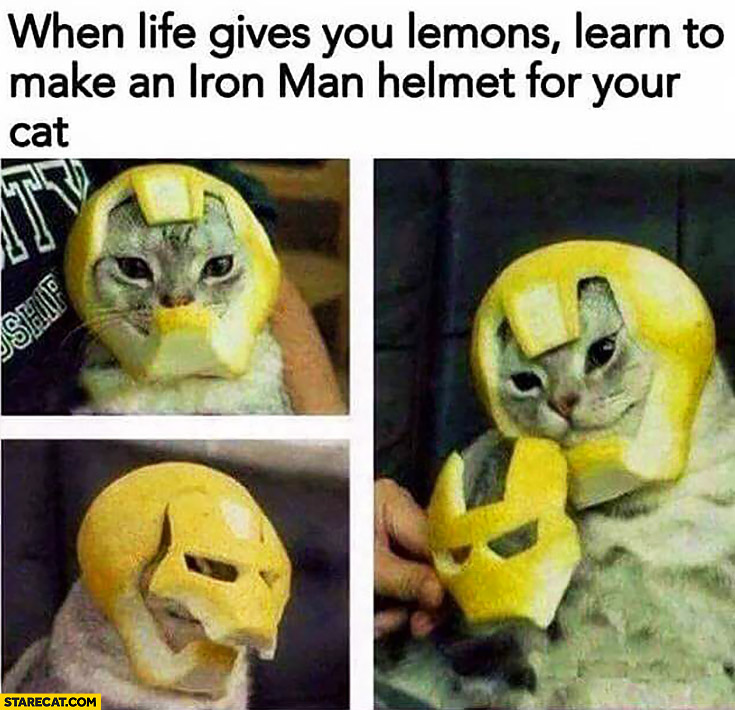 When life gives you lemons learn to make an Iron Man helmet for your cat