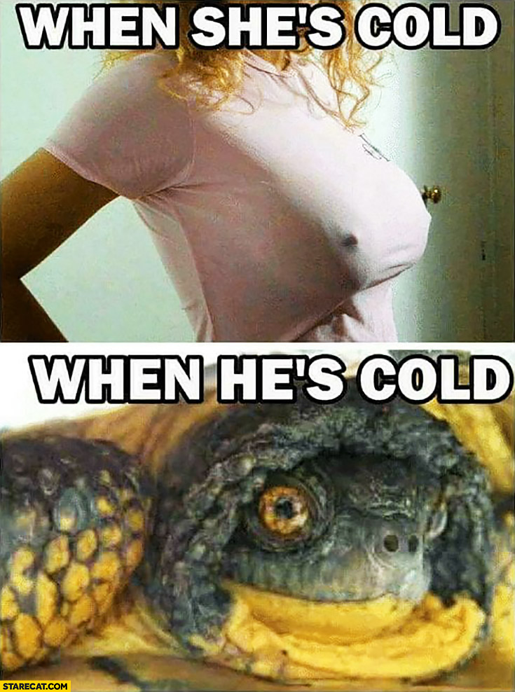 When she’s cold, when he’s cold tutrle tortoise becomes smaller