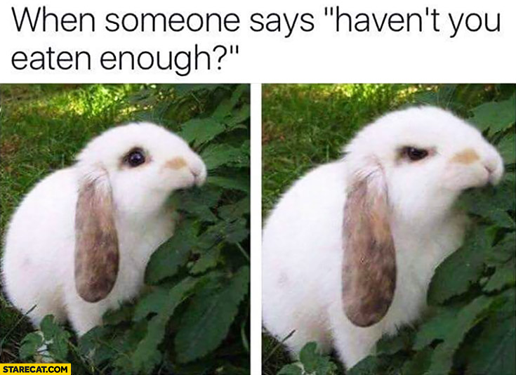 When someone says “haven’t you eaten enough?” Cute angry rabbit