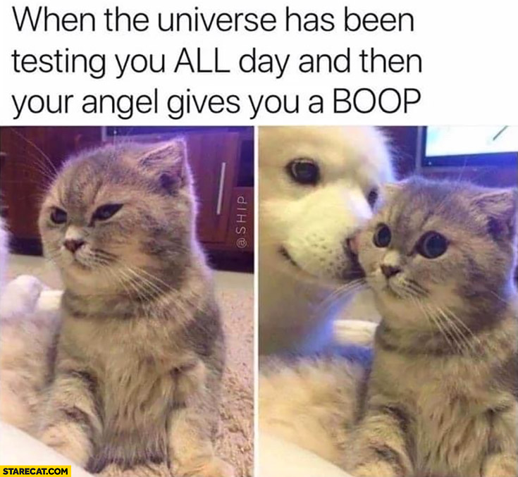 When the universe has been testing you all day and then your angel gives you a boop cat dog
