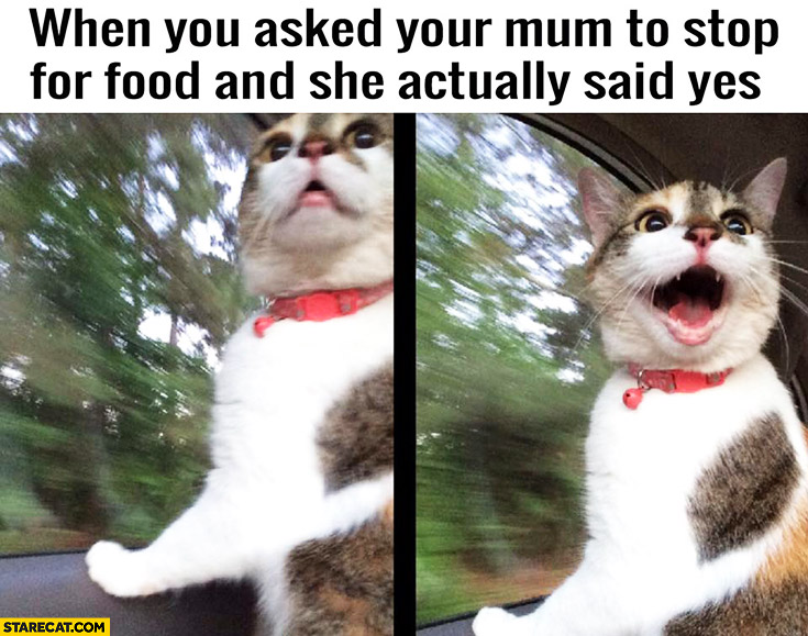 When you asked your mum to stop for food and she actually said yes happy cat