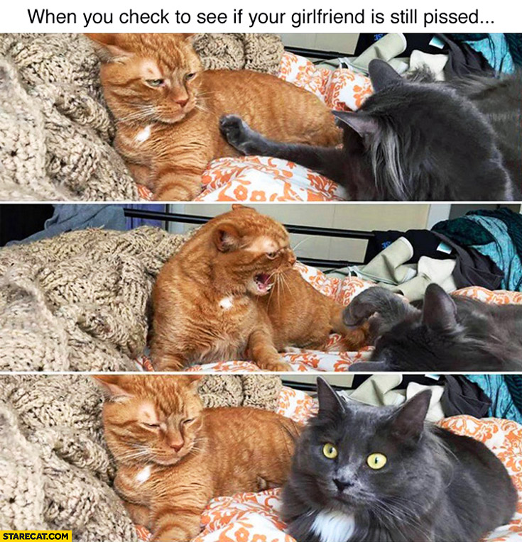 When you check to see if your girlfriend is still pissed she is cats