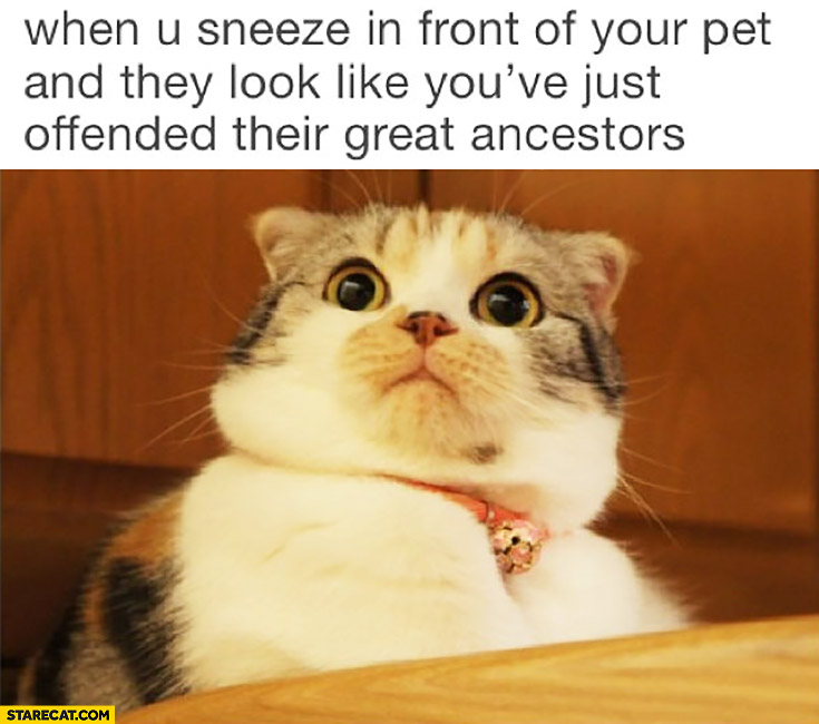 When you sneeze in front of your pet and they look like you’ve just offended their great ancestors