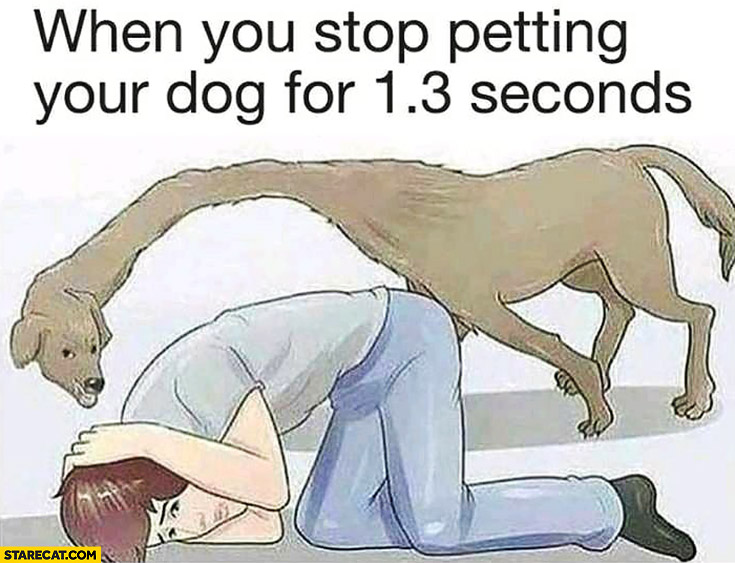 When you stop petting your dog for 1.3 seconds