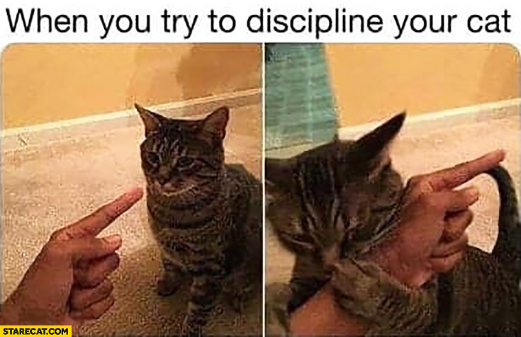 When you try to discipline your cat bites your hand