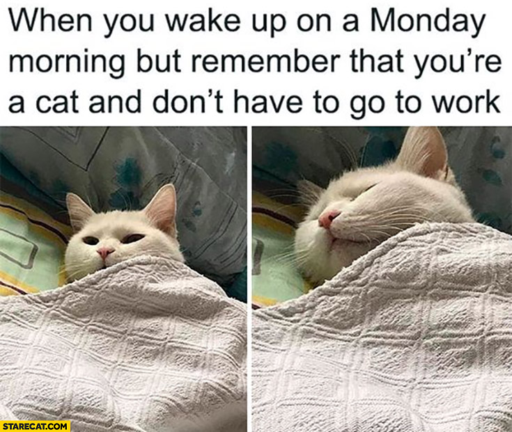 When you wake up on a monday morning but remember that you’re a cat and don’t have to go to work