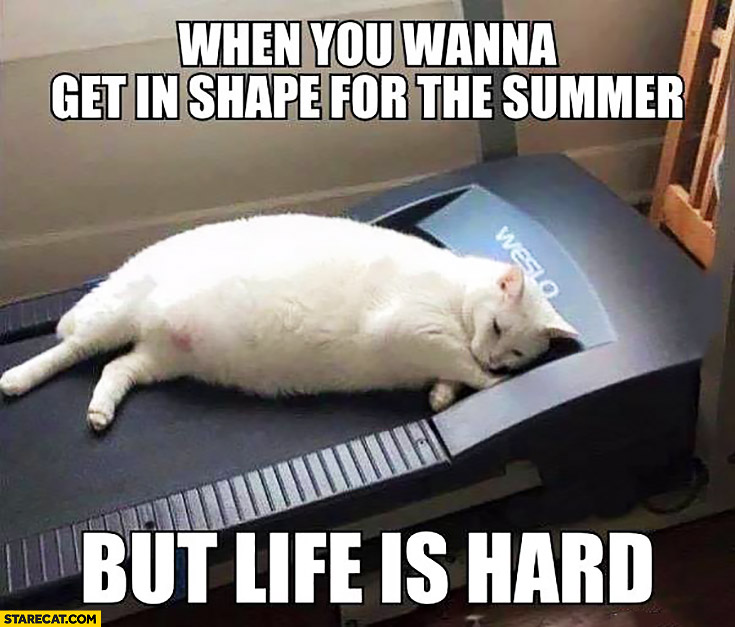 When you wanna get in shape for the summer but life is hard. Fat cat laying on treadmill