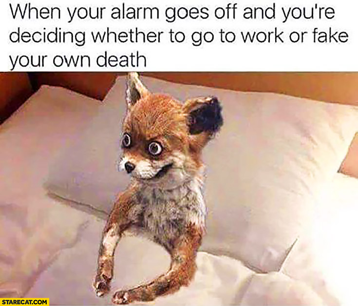 When your alarm goes off and you’re deciding wether to go to work or fake your own death fox