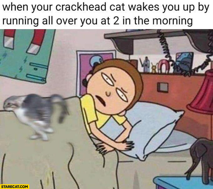 When your crackhead cat wakes you up by running all over you at 2 in the morning