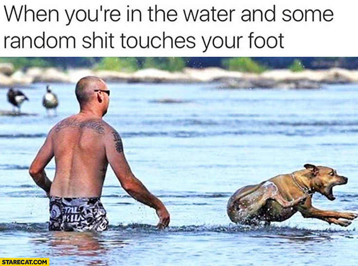 When you’re in the water and some random shit touches your foot scared dog