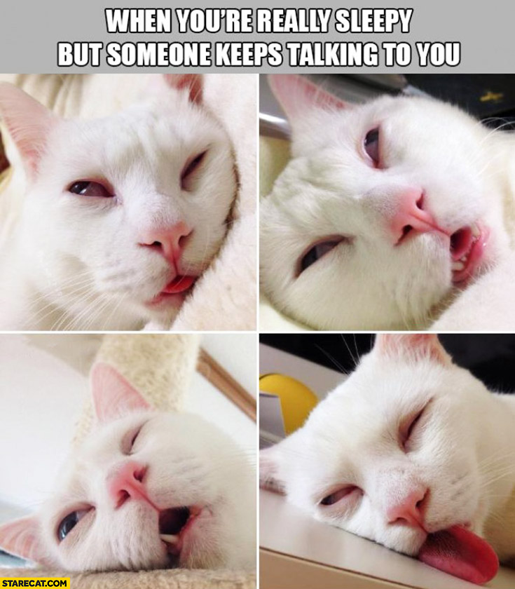 When you’re really sleepy but someone keeps talking to you tired cat