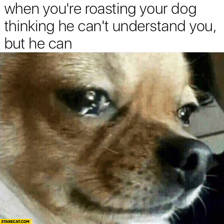When you’re roasting your dog thunking he can’t understand you but he can crying dog