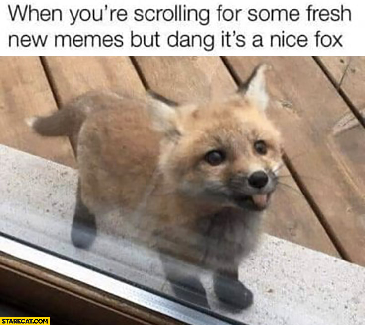 When you’re scrolling for some fresh new memes but dang it’s a nice fox