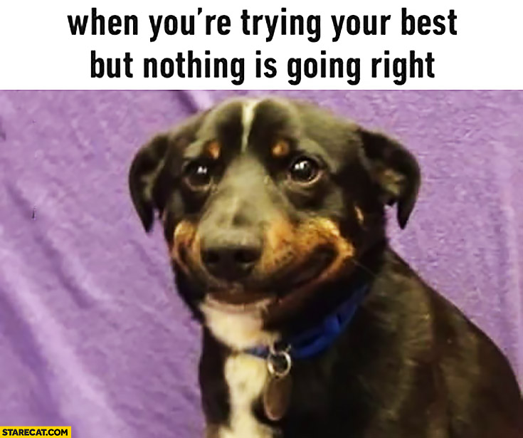 When you’re trying your best but nothing is going right dog