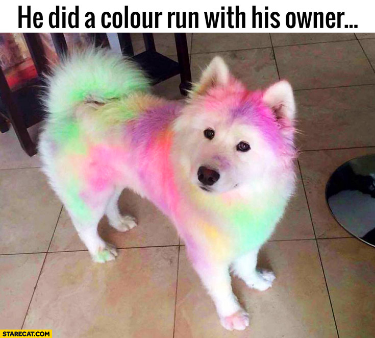 White dog did a colour run with his owner rainbow colours