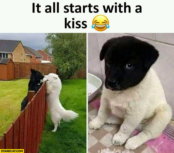 White dog with black head it all starts with a kiss
