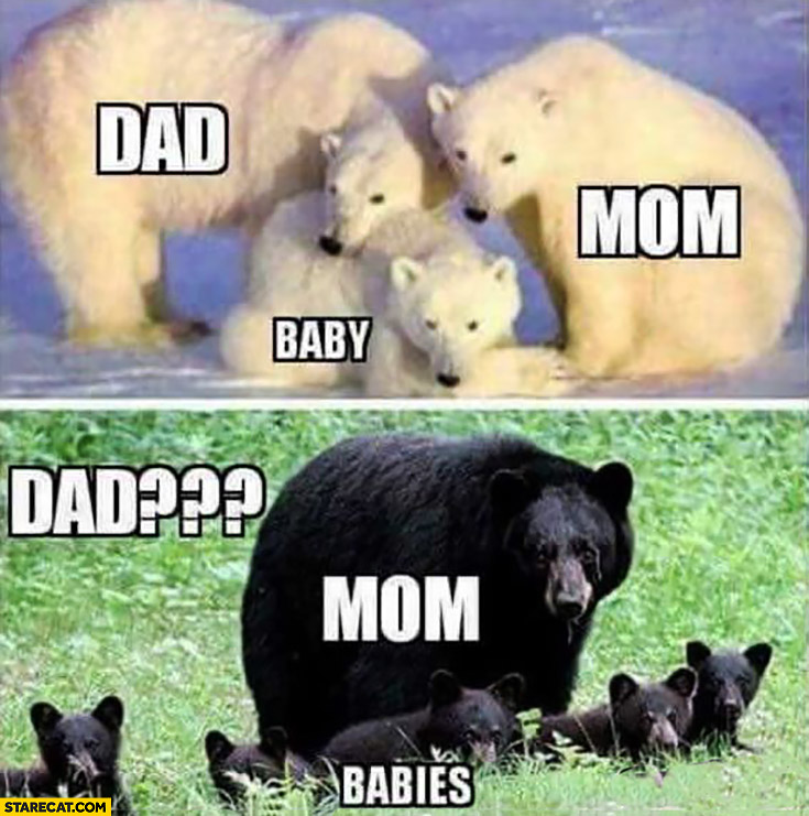 White polar bears family: dad, mom, baby vs black bear family single mother dad missing