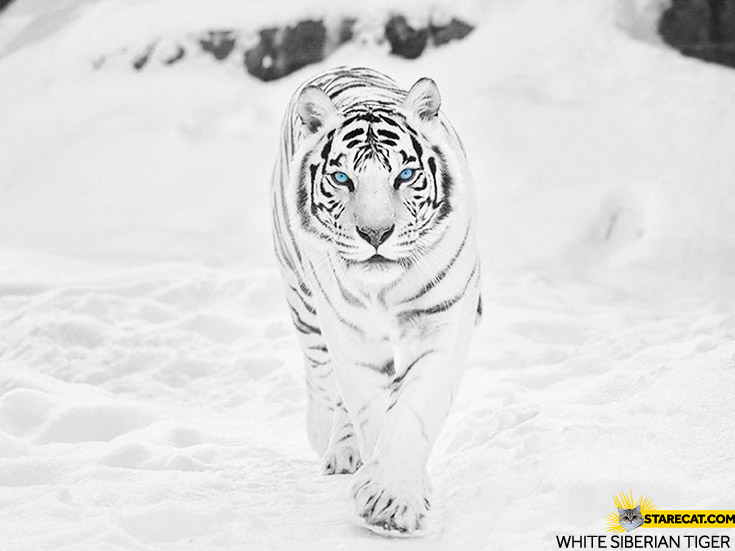 White Siberian tiger
