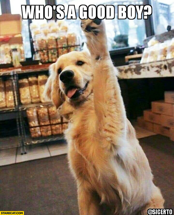 Who’s a good boy dog raising his hand paw
