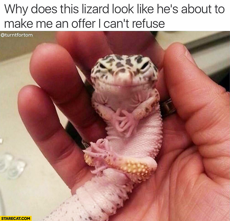 Why does this lizard look like he’s about to make me an offer I can’t refuse?