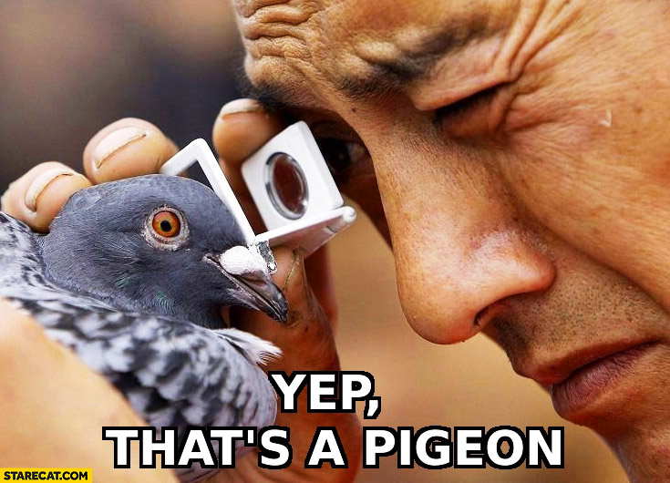 Yep that’s a pigeon man inspecting bird