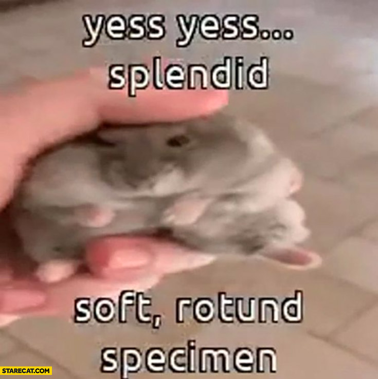 Yes splendid soft rotund specimen cute animal