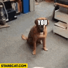 You missed the joke misses dog throwing things gif animation