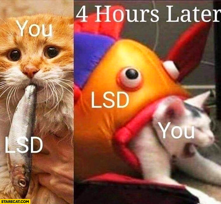 Wou taking LSD cat eating fish, 4 hours later LSD fish is eating cat
