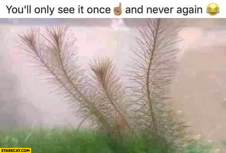 You’ll only see it once and never again body shape optical illusion